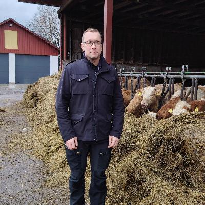 Direktförsäljning i stor skala, köttgrossist i liten skala - Tomas Nyström, Träskkulla Ekobeef