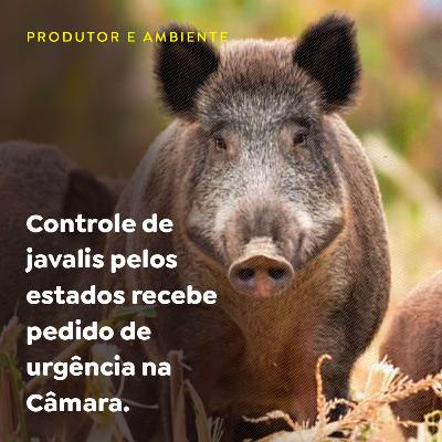 Controle de javalis pelos estados recebe pedido de urgência na Câmara