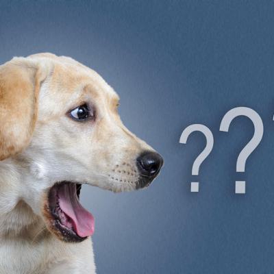 Der bellende Hund. Fluch oder Segen?