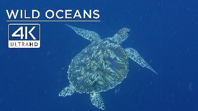 Rare green turtle, titan triggerfish & nudibranchs in 4K Rare green turtle, titan triggerfish & nudibranchs in 4K