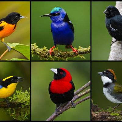 El avistamiento de aves