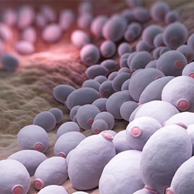 Bölüm 950: Candida Mantarı