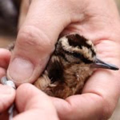 Episode 13: Sally Downer, life long Michigander woodcock bander.
