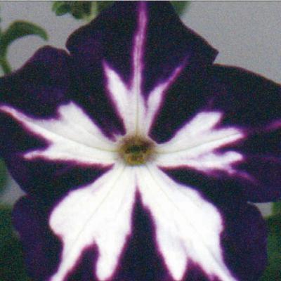 Other RNA Processing Events and Post-Transcriptional Control of Gene Expression (CMB part 14)