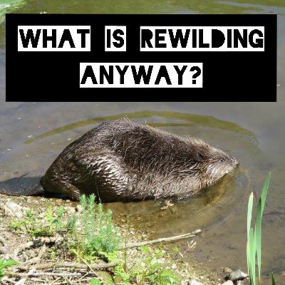 What is Rewilding Anyway? Episode 3: Neil Heseltine