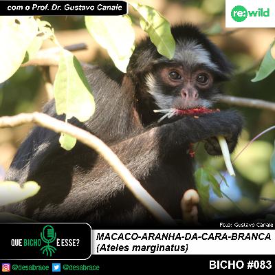 Bicho #083 - macaco-aranha-da-cara-branca (Ateles marginatus)