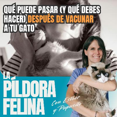 517. Qué puede pasar (y qué debes hacer) DESPUÉS DE VACUNAR a tu gato