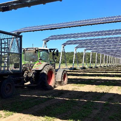 Agri-Photovoltaik: Learnings aus zwei Jahren Schnittlauch und Strom