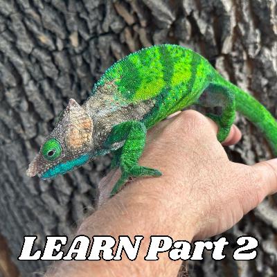 The Path Through Learning about Chameleons