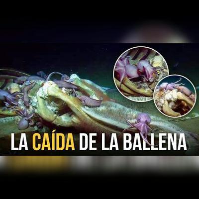 La extraña vida que nace después que la ballena muere