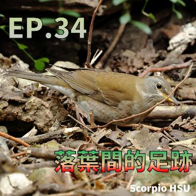EP34_森林低語_落葉間的足跡 EP34_森林低語_落葉間的足跡