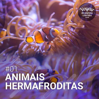 01# - Animais Hermafroditas