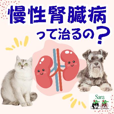 #1039. 慢性腎臓病は本当に完治する❓（質問に回答）