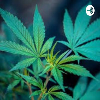 La legalización de la Marihuana