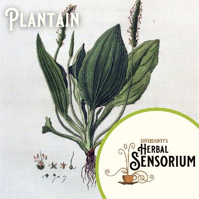 Plantain is to membranes as professionalism is to clinical herbal practice