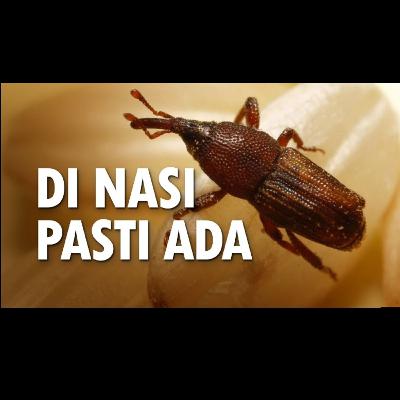 1 :: Pastry Pest
