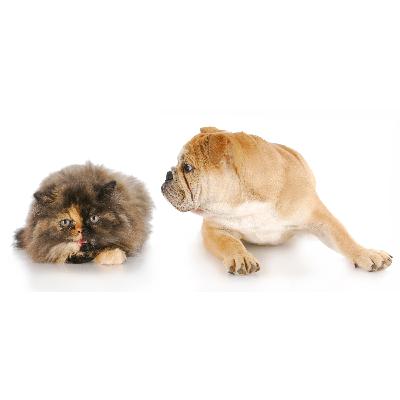 Ep. 77: This week I learned dogs really are smarter than cats, and more