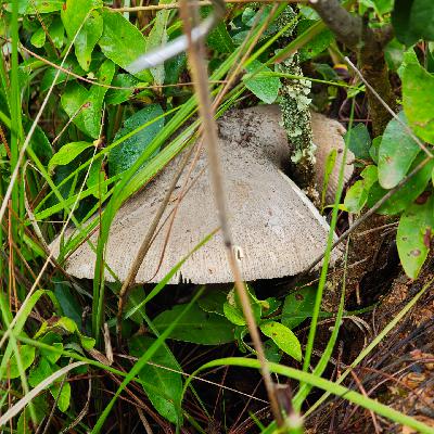 Vol 58 云南寻味：菌子狂想曲，赶街万花筒，野菜排排坐，围炉烤豆腐