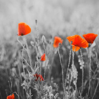 In Flanders Fields Poppies Blow