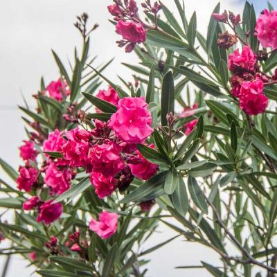 Día 17 "Experimento todas las posibilidades en mi interior! Día 17 "Experimento todas las posibilidades en mi interior!