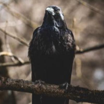 Butterflies in the Garden: episode 2 Crow Council by Vivian Munnoch Butterflies in the Garden: episode 2 Crow Council by Vivian Munnoch