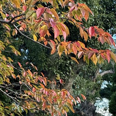 お布団を新調したら【朝さんぽ10分】