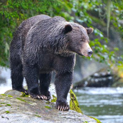 Bears & Whales at Farewell Harbour, Canada with Tim McGrady