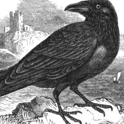 2: 5. The Raven: Mythology, Intelligence, and Return AUTHOR: Stephen Moss BOOK TITLE: 10 Birds That Changed the World This excerpt examines the large, highly intelligent Raven (a crow on steroids). Its deep mythology stretches from the earliest civilizations