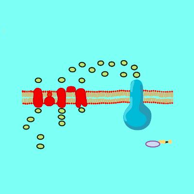 Oxidative Phosphorylation