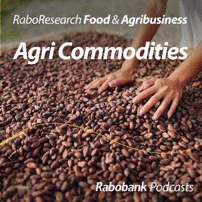 The cocoa crash explained