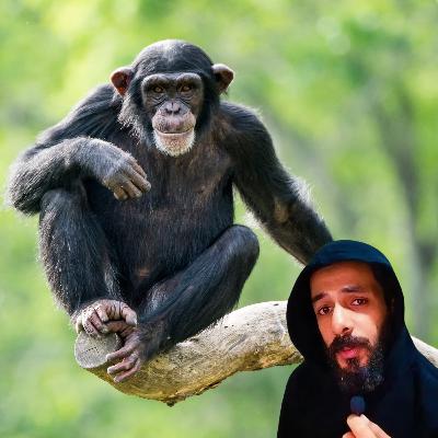 الحياة من وجهة نظر الشمبانزي الحياة من وجهة نظر الشمبانزي