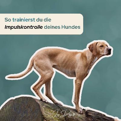 So trainierst du die Impulskontrolle deines Hundes