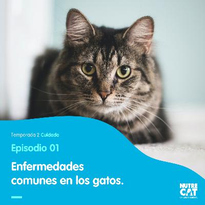 ¿Qué tiene mi mejor amigo? Enfermedades comunes en gatos.
