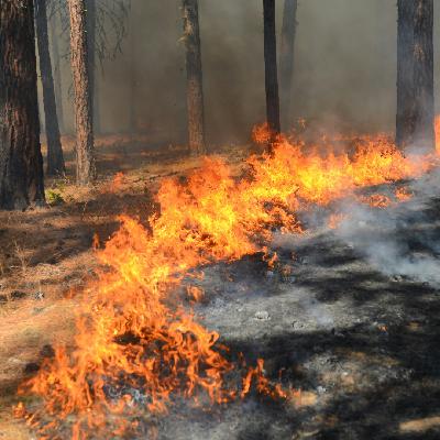 Episode 6.15: Panic Wisely: Navigating Collapse in an Age of Crisis