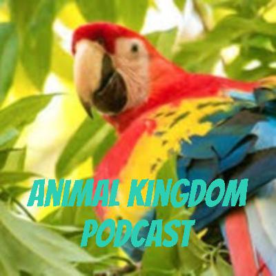 In the life of a Macaw by Eva and Hailey