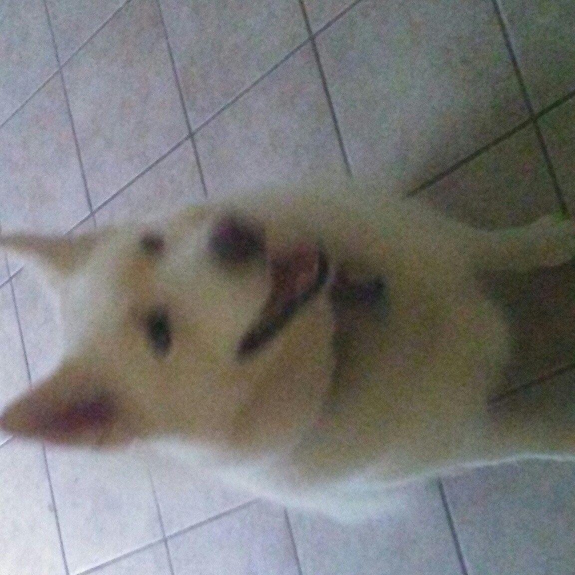 little wolf's Channel