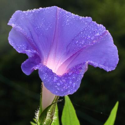 What's the Story, Morning Glory?