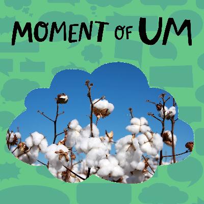 Why is cotton so fluffy?