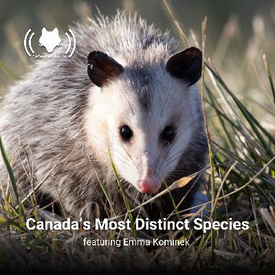 Canada's Most Distinct Species featuring Emma Kominek