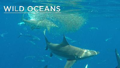 Ocean predators attack sardines in feeding frenzy Ocean predators attack sardines in feeding frenzy