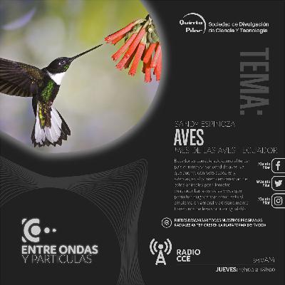 Las aves de Quito Las aves de Quito