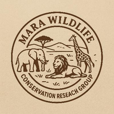 Lion distribution in the Maasai Mara