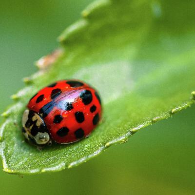 What is the difference between ladybugs and Asian lady beetles?