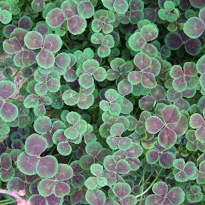 The Scissor Sisters The Scissor Sisters