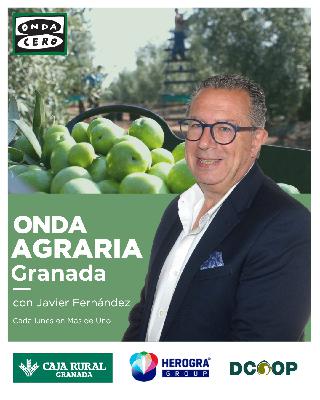 Expertos explican cómo mitigar la vecería del olivar mediante una correcta nutrición del suelo