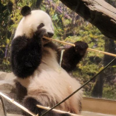 Tokyo Travelogue Pandas, Kimonos, and Temples