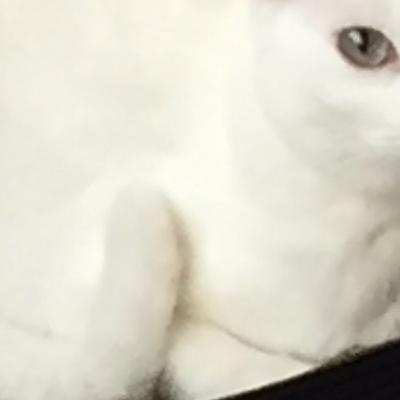 El conejito con alas rojas. El conejito con alas rojas.