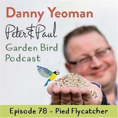 Peter & Paul British Garden Bird Podcast - Pied Flycatcher