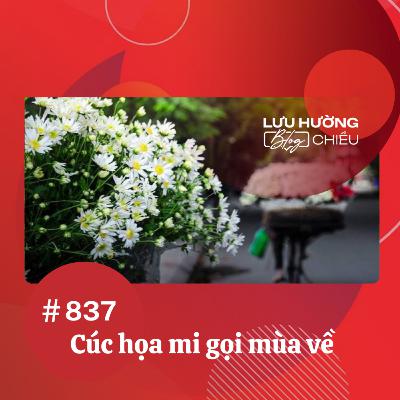 Cúc họa mi gọi mùa về | Lưu Hường blog chiều | Đài Hà Nội Cúc họa mi gọi mùa về | Lưu Hường blog chiều | Đài Hà Nội