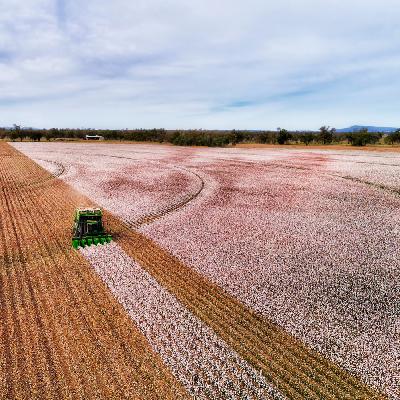 Opportunity Awaits the ‘Bolled’ and Brave – A Ten-Year Outlook for Cotton Opportunity Awaits the ‘Bolled’ and Brave – A Ten-Year Outlook for Cotton